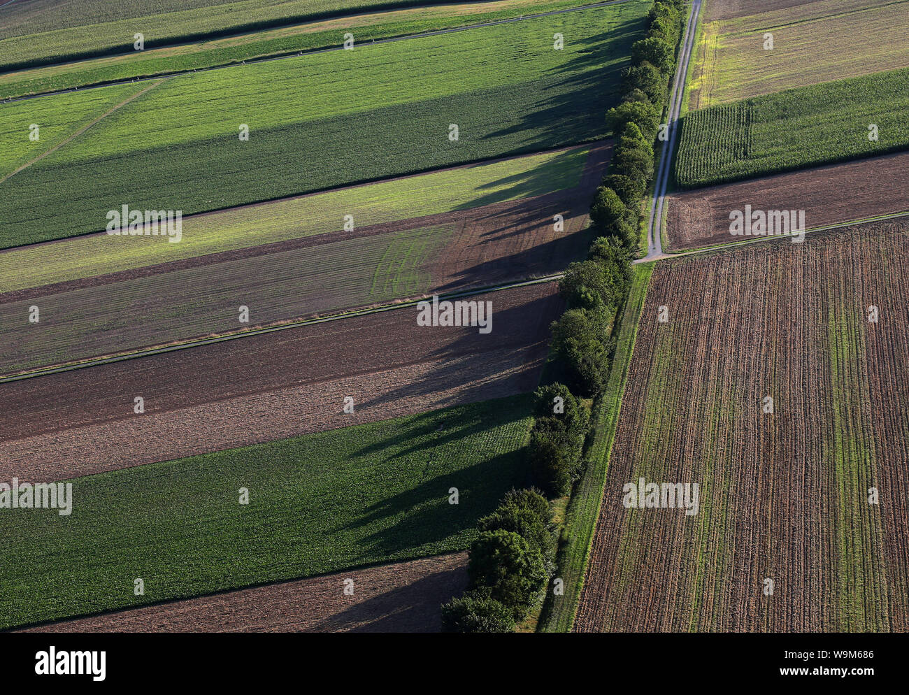 14 août 2019, la Bavière, Zellingen : une rangée d'arbres jette de longues ombres sur les champs à la lumière du soleil. Photo : Karl-Josef Opim/dpa Banque D'Images