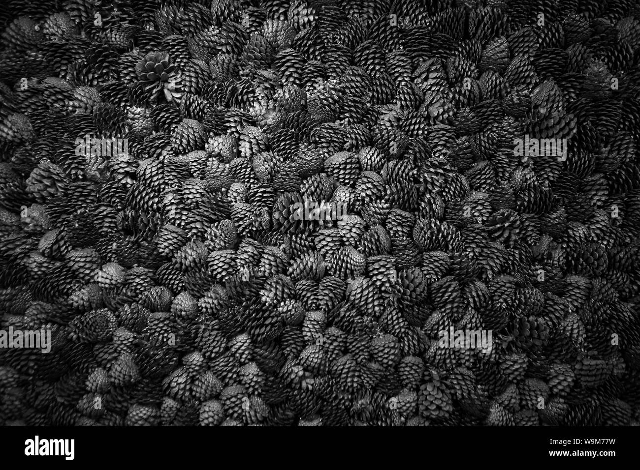 Fond naturel de cônes de pin et de sapin brun close up. Texture de nombreux cônes tombés. Modèle de conception Banque D'Images