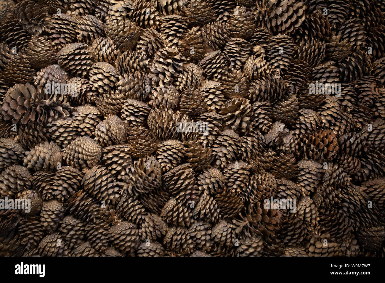 Fond naturel de cônes de pin et de sapin brun close up. Texture de nombreux cônes tombés. Modèle de conception Banque D'Images