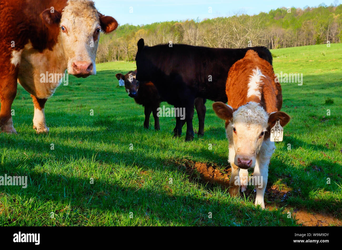 Le pâturage sur ferme près de Middlebrook dans la vallée de Shenandoah, en Virginie, USA Banque D'Images