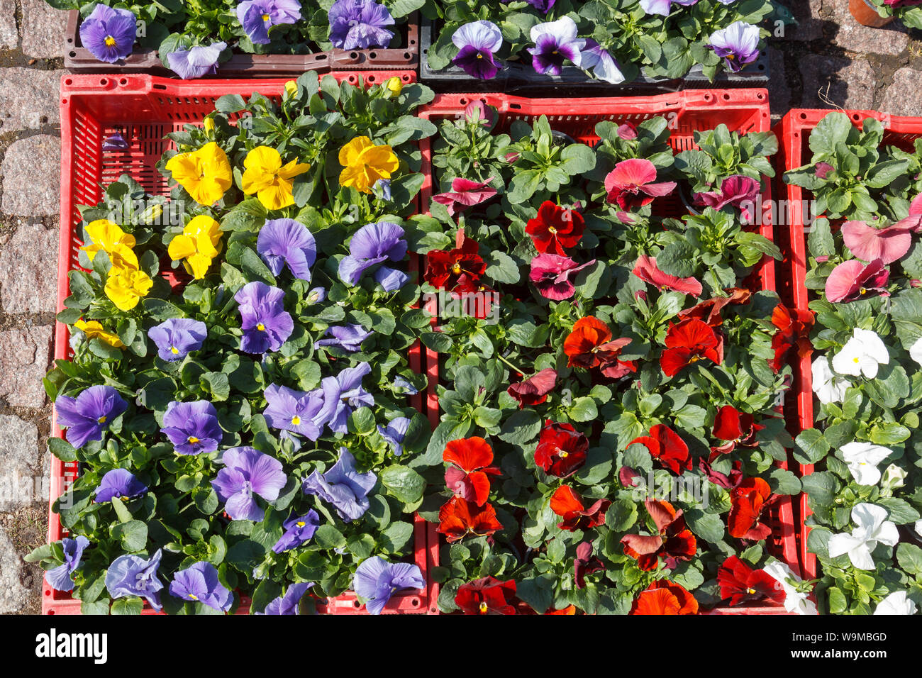 Fleurs de Printemps pensées dans des encadrés à un marché aux fleurs en plein air Banque D'Images