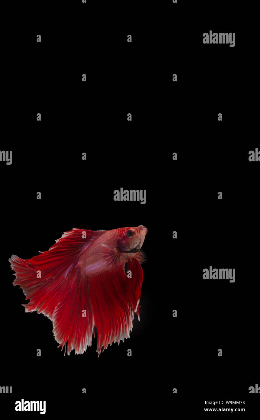 Siamois combats isolés poisson Betta Banque D'Images