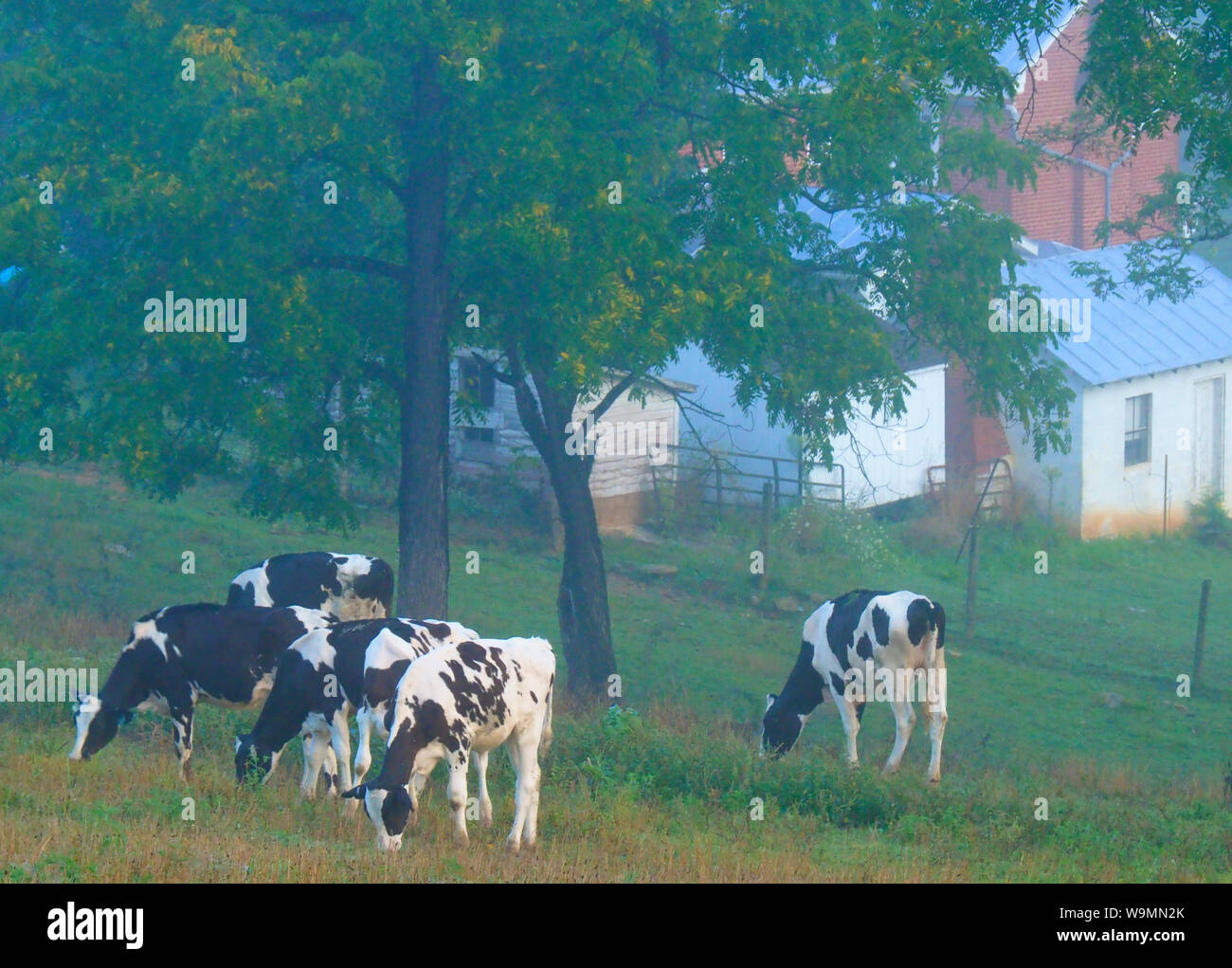 Vaches qui paissent au lever du soleil près de Mount Sidney dans la vallée de Shenandoah en Virginie, USA Banque D'Images