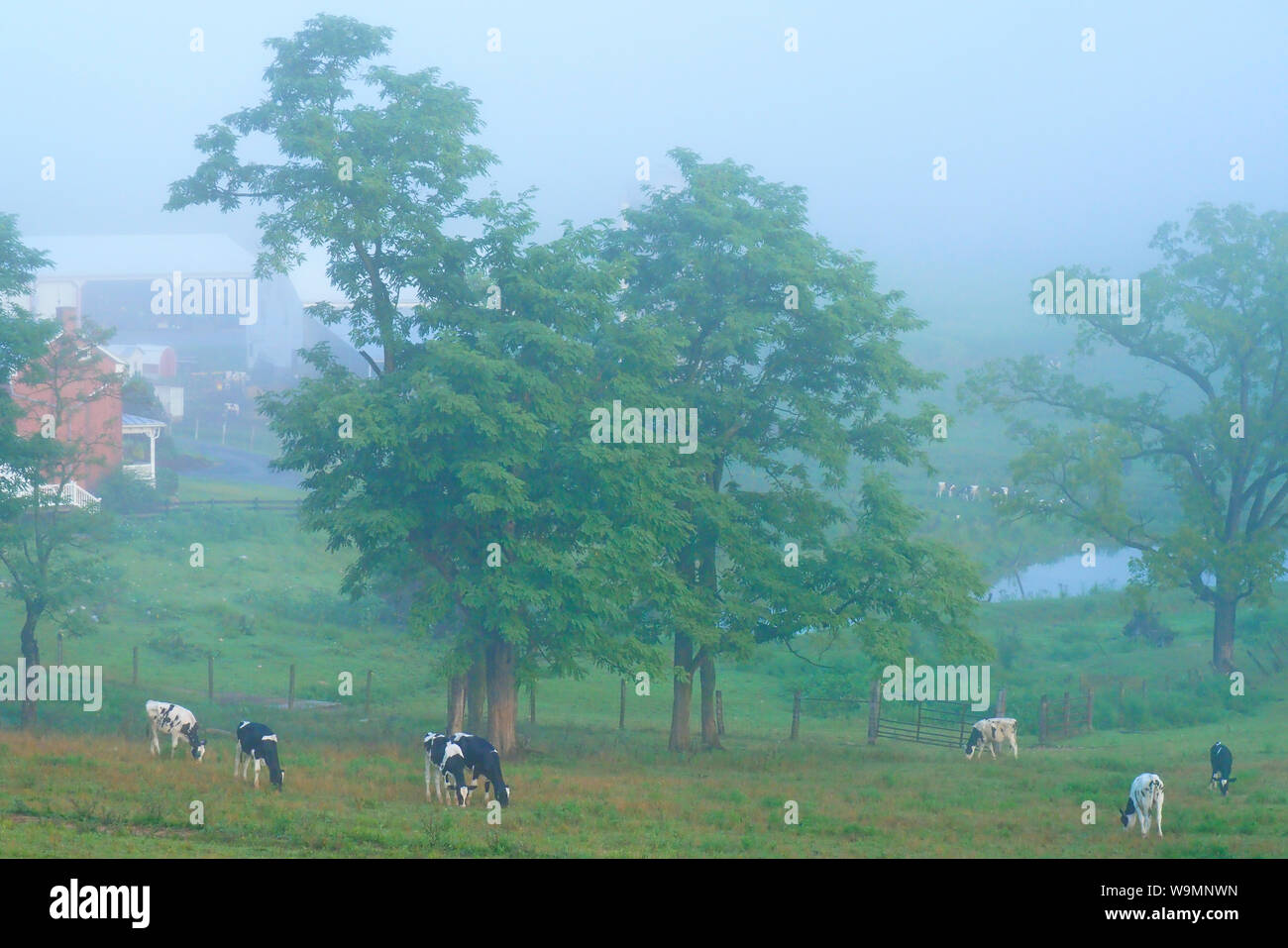 Vaches qui paissent au lever du soleil près de Mount Sidney dans la vallée de Shenandoah en Virginie, USA Banque D'Images