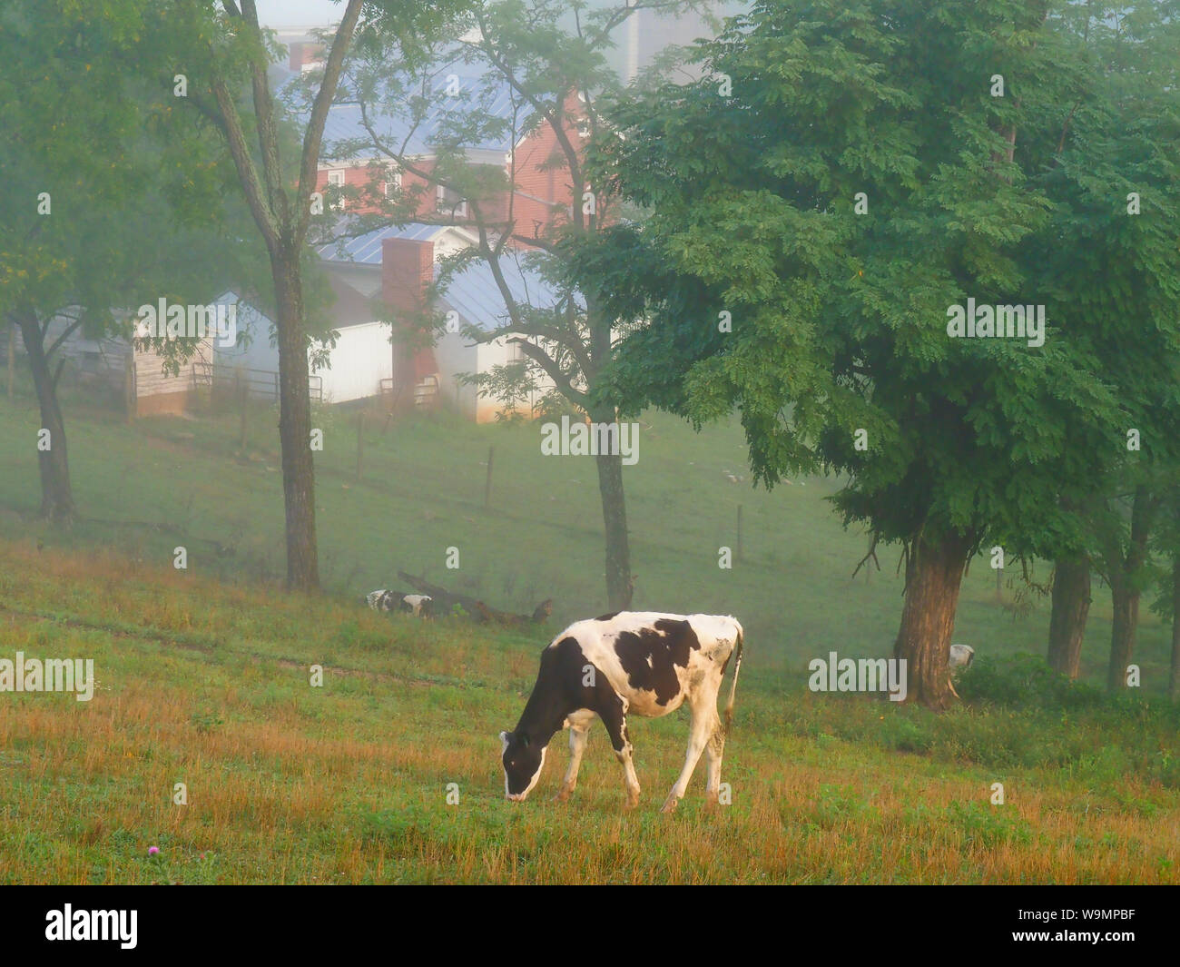 Vaches qui paissent au lever du soleil près de Mount Sidney dans la vallée de Shenandoah en Virginie, USA Banque D'Images