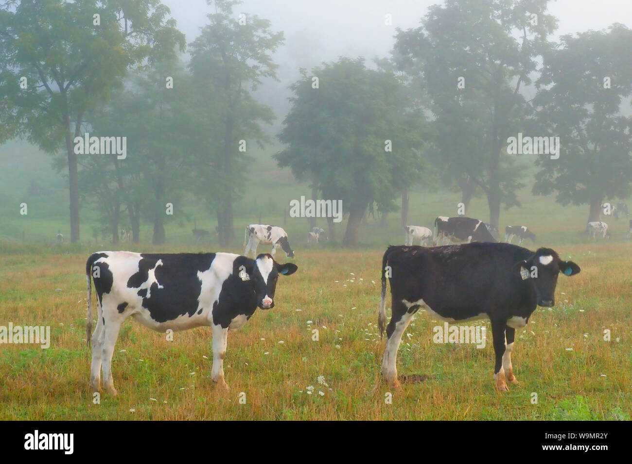 Vaches qui paissent au lever du soleil près de Mount Sidney dans la vallée de Shenandoah en Virginie, USA Banque D'Images