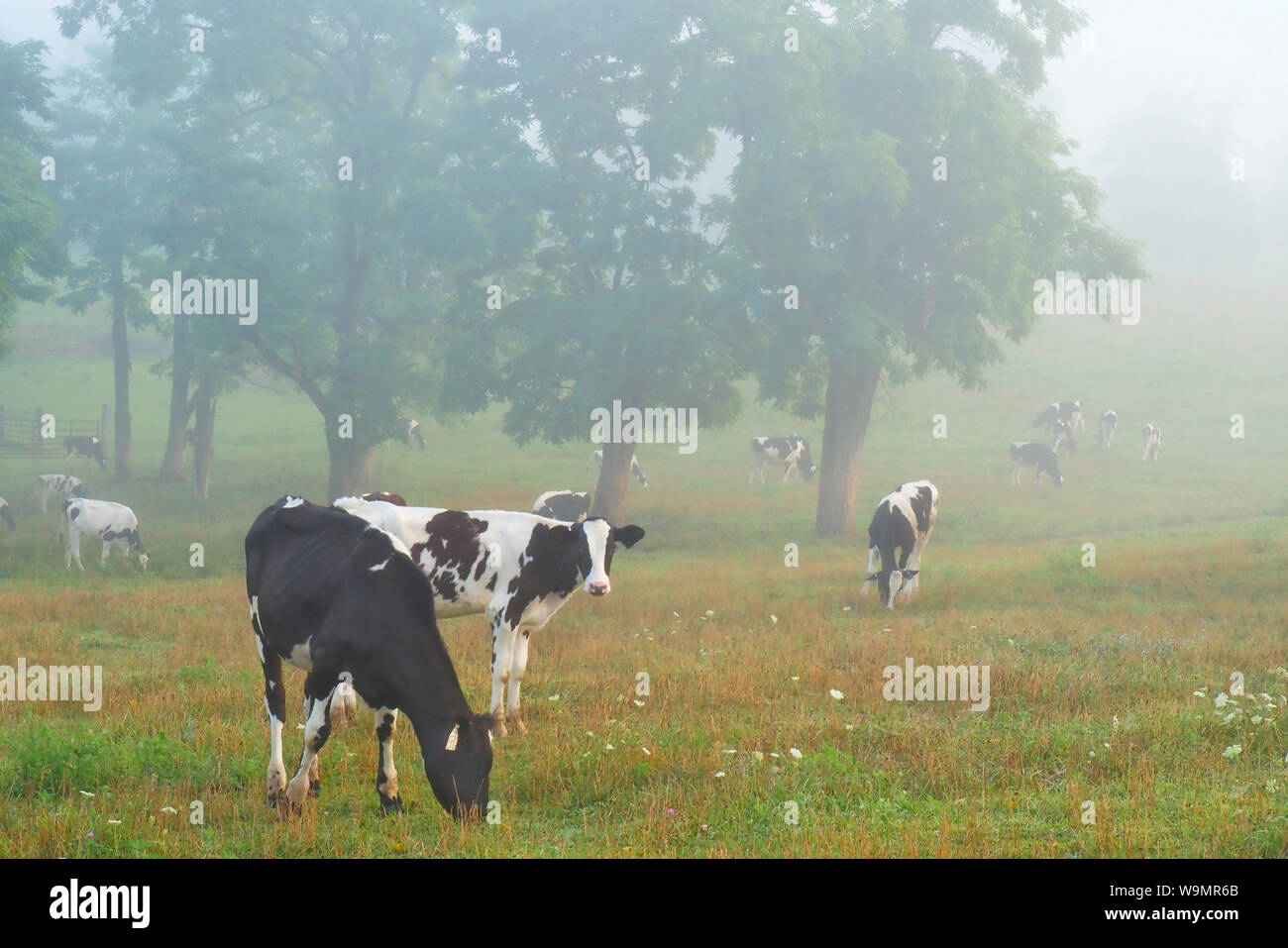 Vaches qui paissent au lever du soleil près de Mount Sidney dans la vallée de Shenandoah en Virginie, USA Banque D'Images