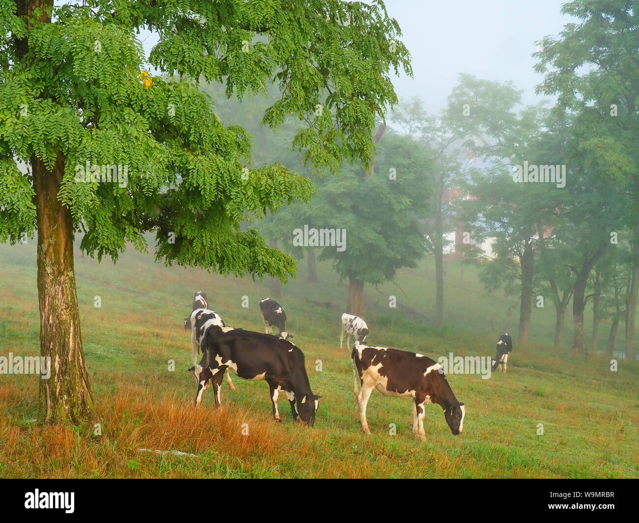 Vaches qui paissent au lever du soleil près de Mount Sidney dans la vallée de Shenandoah en Virginie, USA Banque D'Images