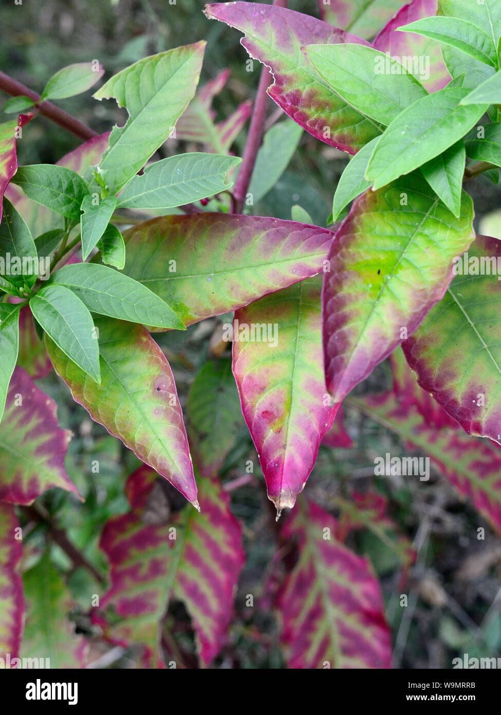 Des feuilles de couleur du phytolaque (pokeweed), Phytolacca decandra Banque D'Images