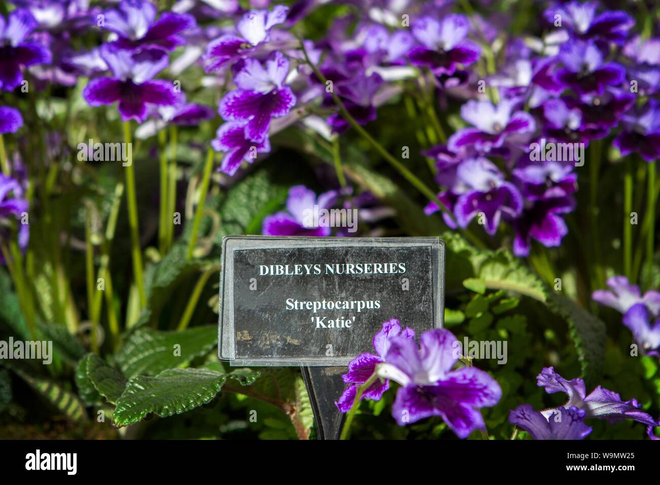 Un streptocarpus katie jardin jardinage plantes gardens Banque D'Images