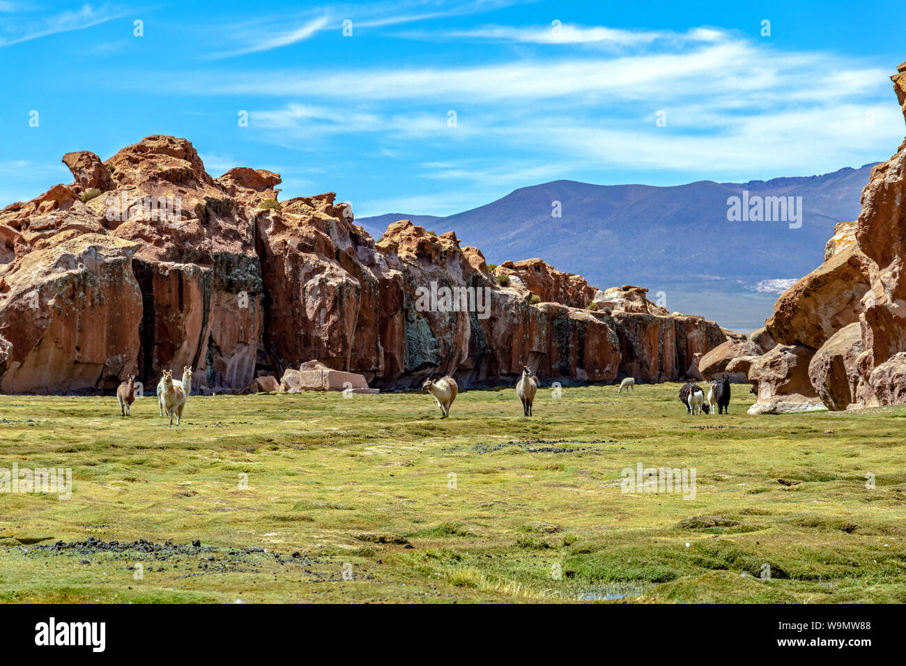Paysage verdoyant et tranquille avec les alpagas et les lamas, geological formations rocheuses et ciel bleu sur l'Altiplano, Cordillère des Andes de la bolivie Banque D'Images