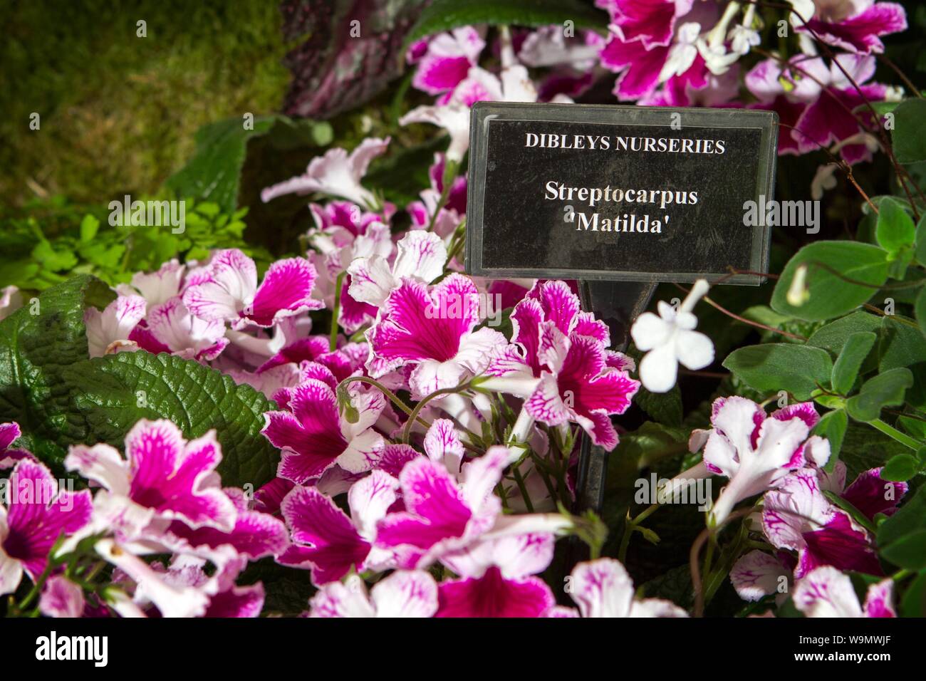 Un streptocarpus matilda jardin jardinage plantes gardens Banque D'Images