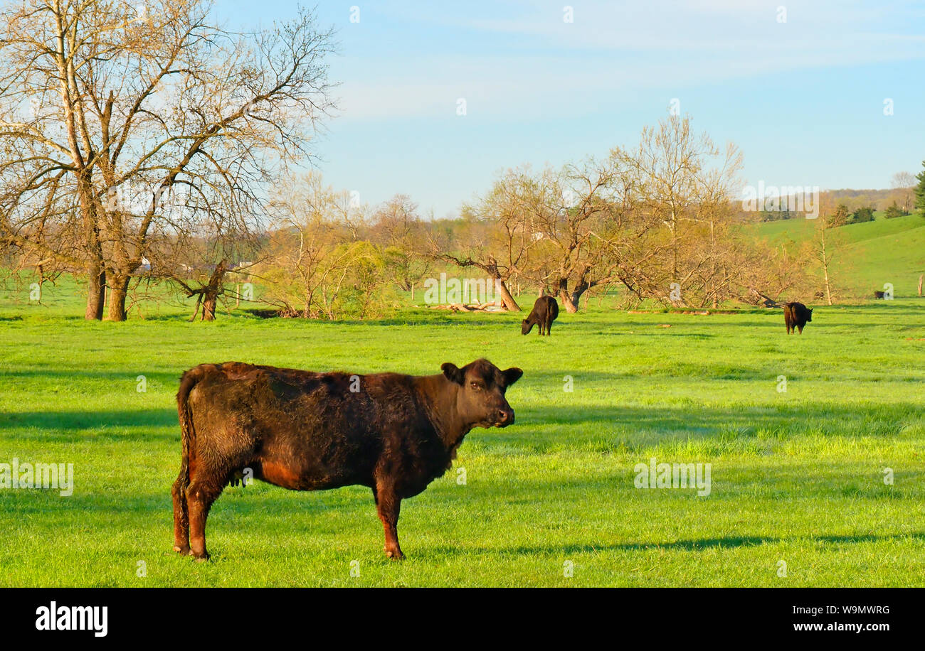 Les vaches broutent ci-dessous Sycomore, vallée de Shenandoah, Swoope, Virginia, USA Banque D'Images