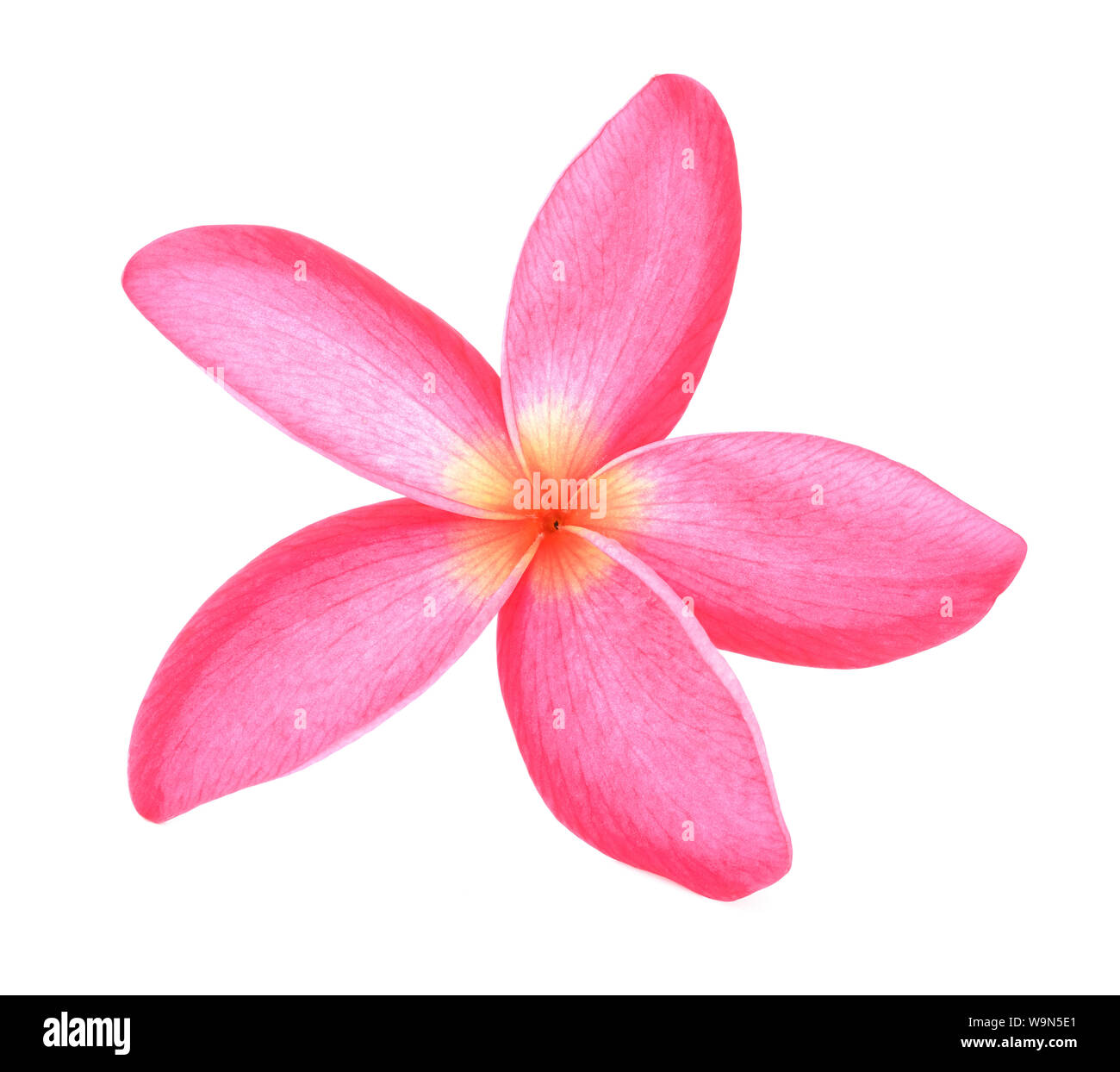 Belle Plumeria rubra Linn sur fond blanc Banque D'Images