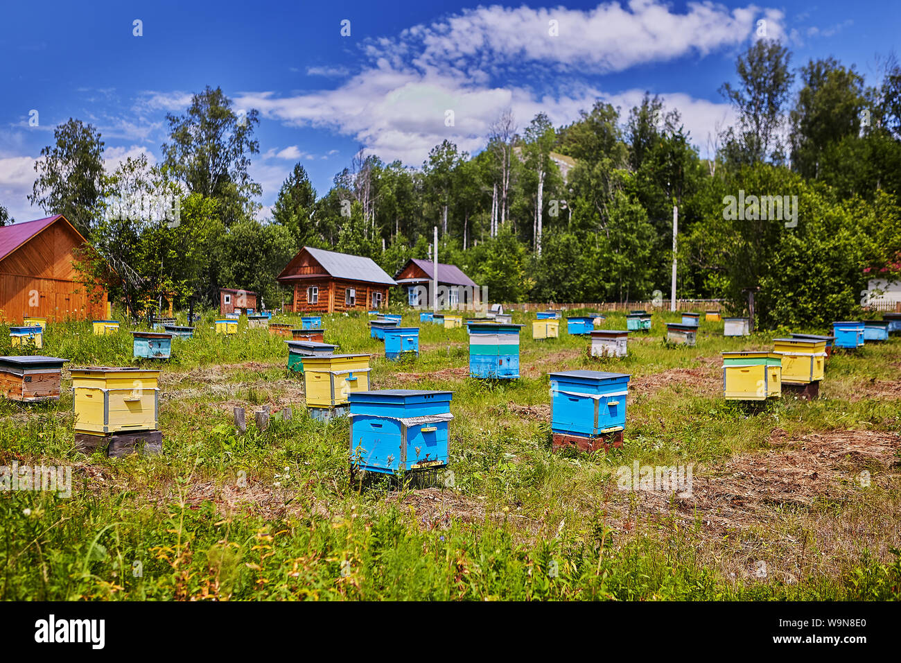 Ferme d'apiculteur, beaucoup de ruches en bois coloré dans les zones agricoles, journée ensoleillée. Banque D'Images