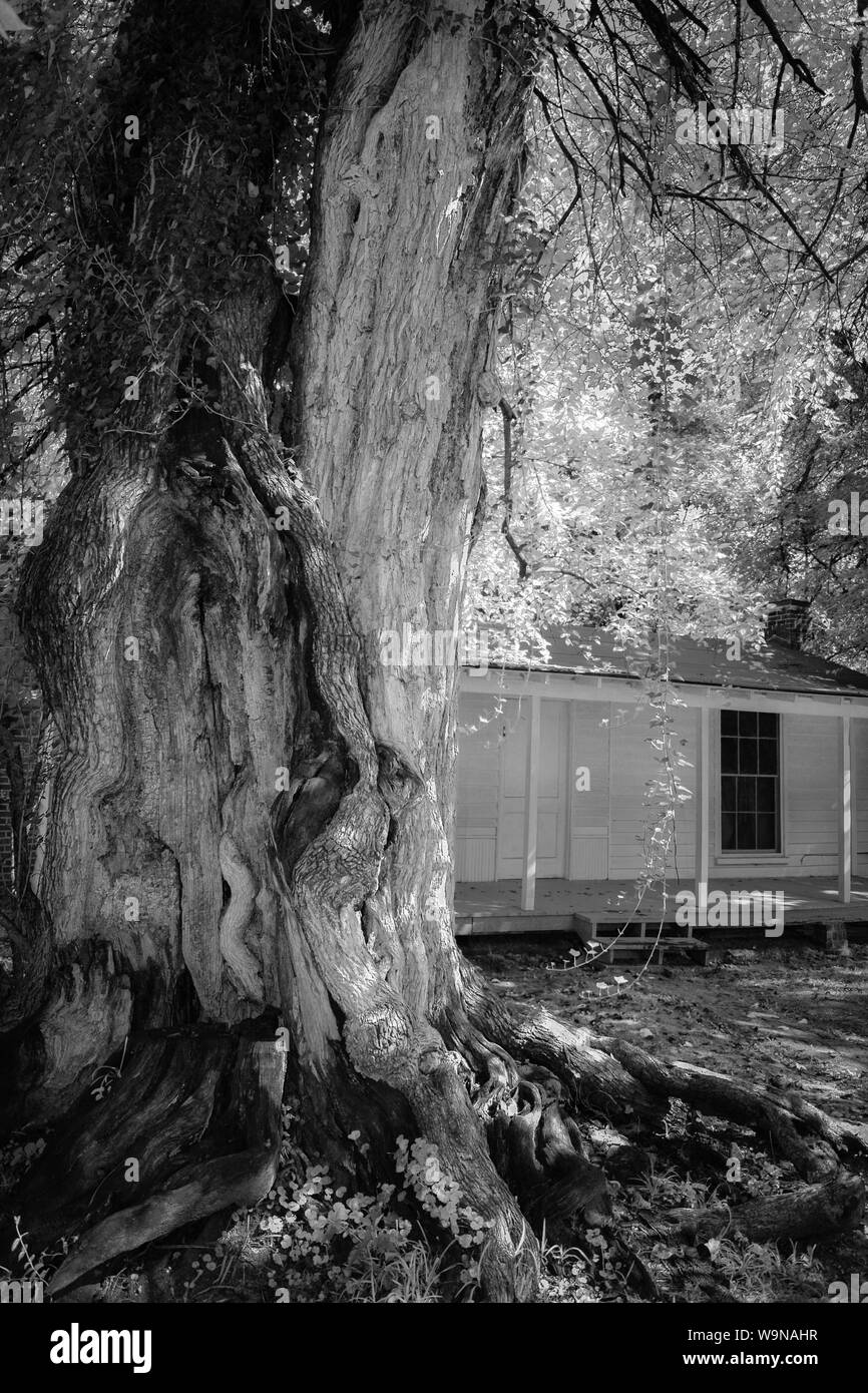 Lauréat du Prix Pulitzer, William Faulkner, a construit cette petite maison sur le site de l'esclave initial quarts à Rowan Oak, Oxford, MS Banque D'Images