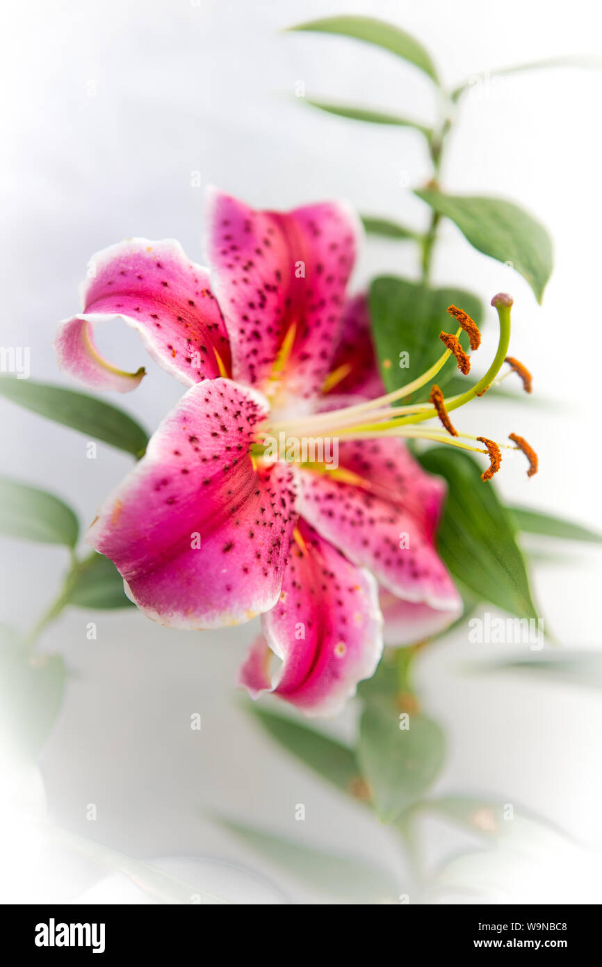 Oriental Stargazer Stargazer , Lily , lily Lilium Stargazer, Lilium orientalis fleur dans un jardin familial en Californie , USA Banque D'Images