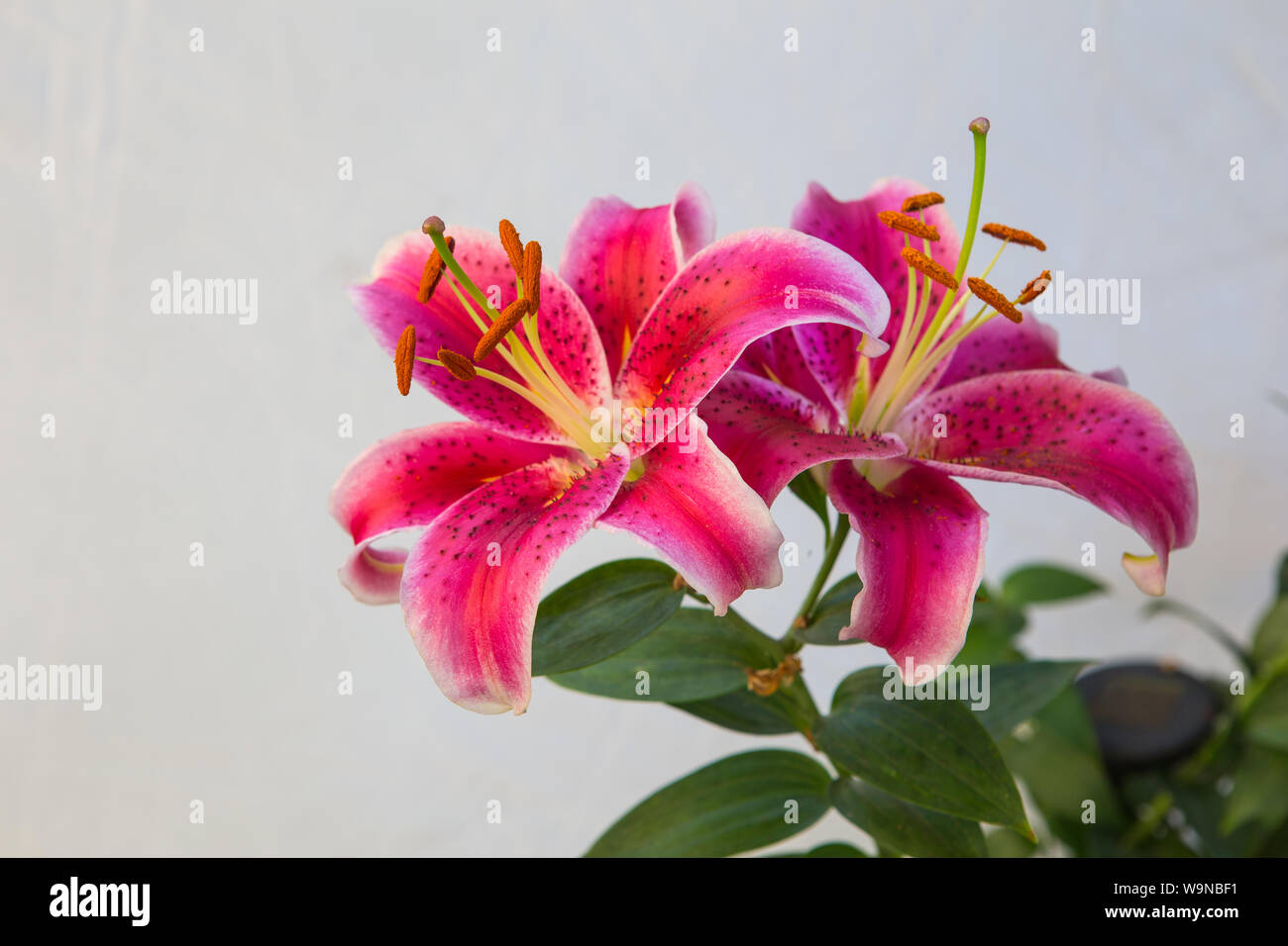 Oriental Stargazer Stargazer , Lily , lily Lilium Stargazer, Lilium orientalis fleur dans un jardin familial en Californie , USA Banque D'Images