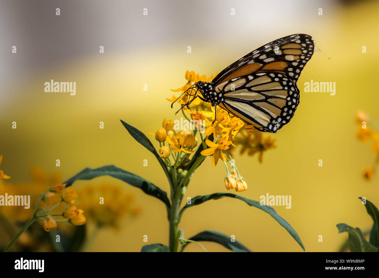 Le monarque (Danaus plexippus) sur un plant d'asclépiade Irvine en Californie du Sud ; USA Banque D'Images Le monarque (Danaus plexippus) sur un plant d'asclépiade Irvine en Californie du Sud ; USA Banque D'Images