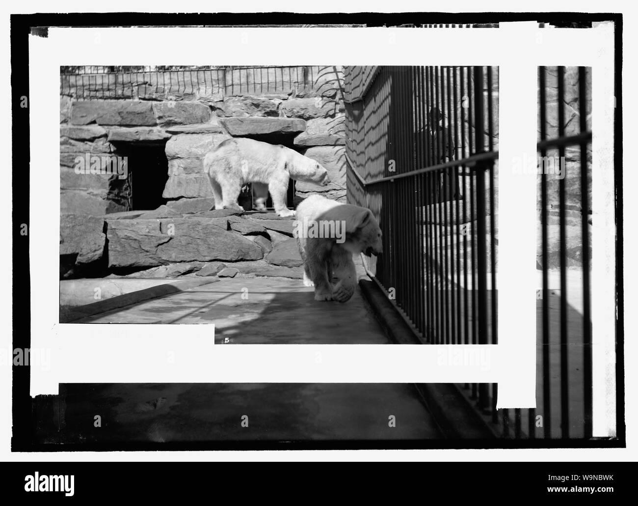 Ours, zoo Banque D'Images