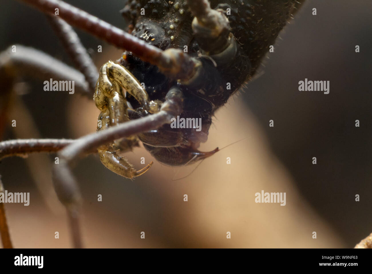 Extreme close-up de Daddy Long Legs (Arachnides), harvestman du Brésil (Gonyleptidae) Banque D'Images