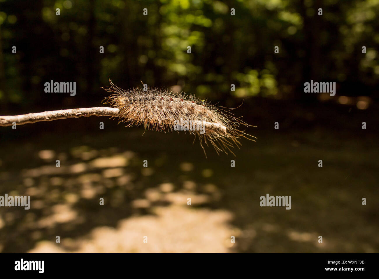Hairy Caterpillar Spongieuse Lymantria célèbre comme accrocher sur le bâton de bois de forêt dans le nord du Wisconsin Banque D'Images