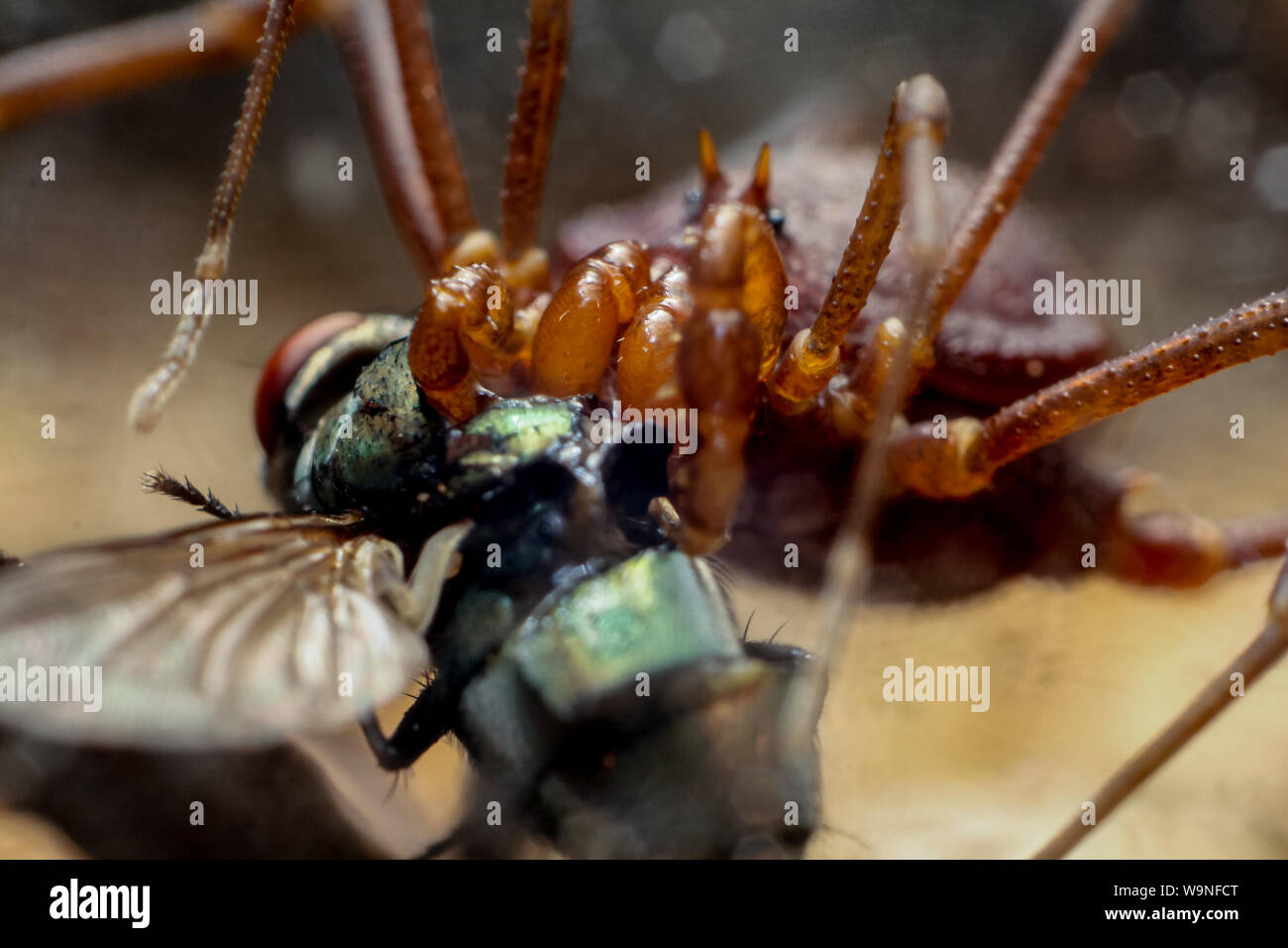 Extreme close-up de Daddy Long Legs (Arachnides), harvestman du Brésil (Gonyleptidae) Banque D'Images
