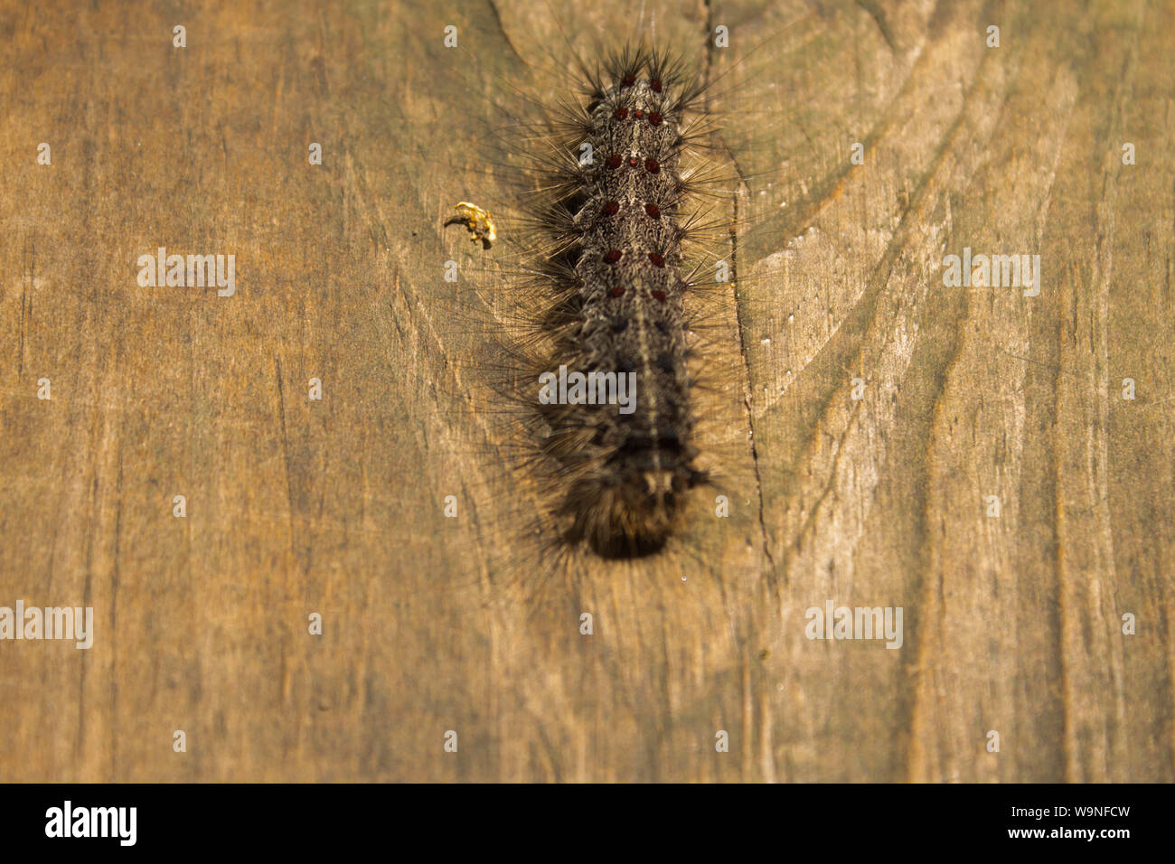 Hairy Caterpillar Spongieuse Lymantria célèbre comme grimper sur la table en bois dans le nord du Wisconsin Forest Banque D'Images