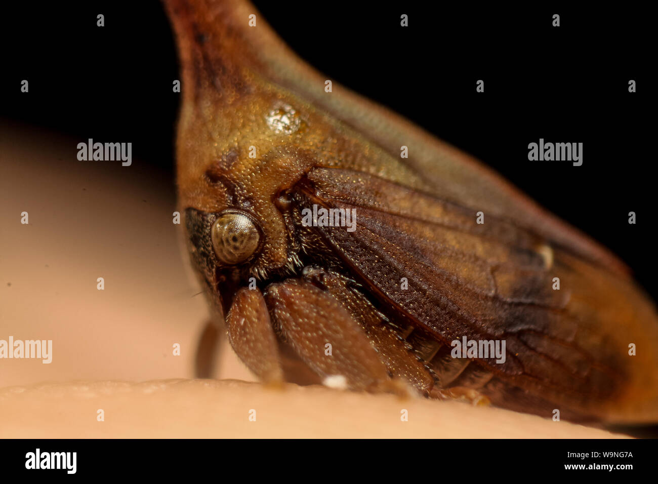 Treehopper (Membracidae) insecte sur un doigt humain, trouvés dans un jardin tropical au Brésil Banque D'Images