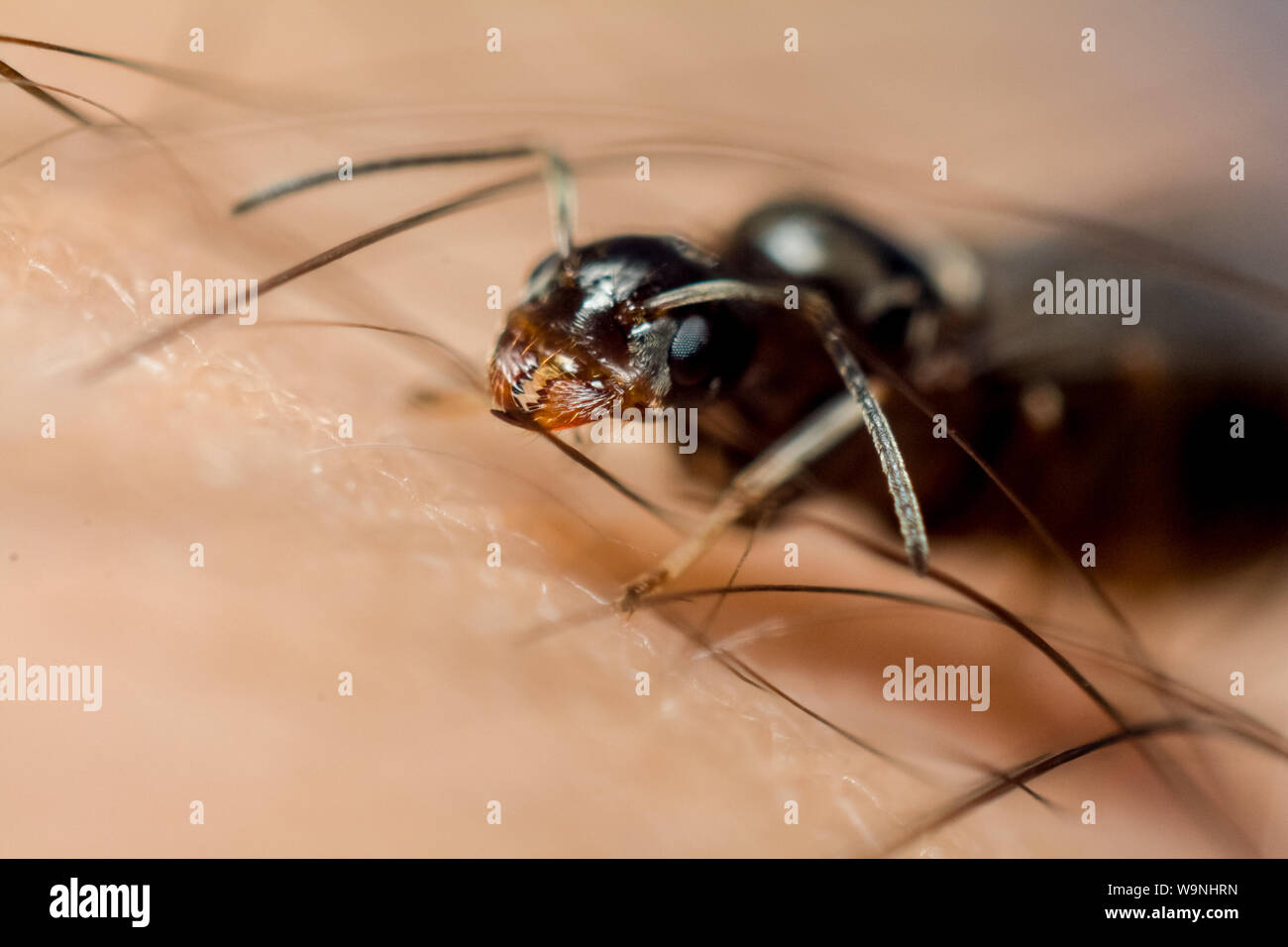 Portrait frontal d'une fourmi noire alate, insecte sur un doigt humain, trouvés dans un jardin tropical au Brésil Banque D'Images