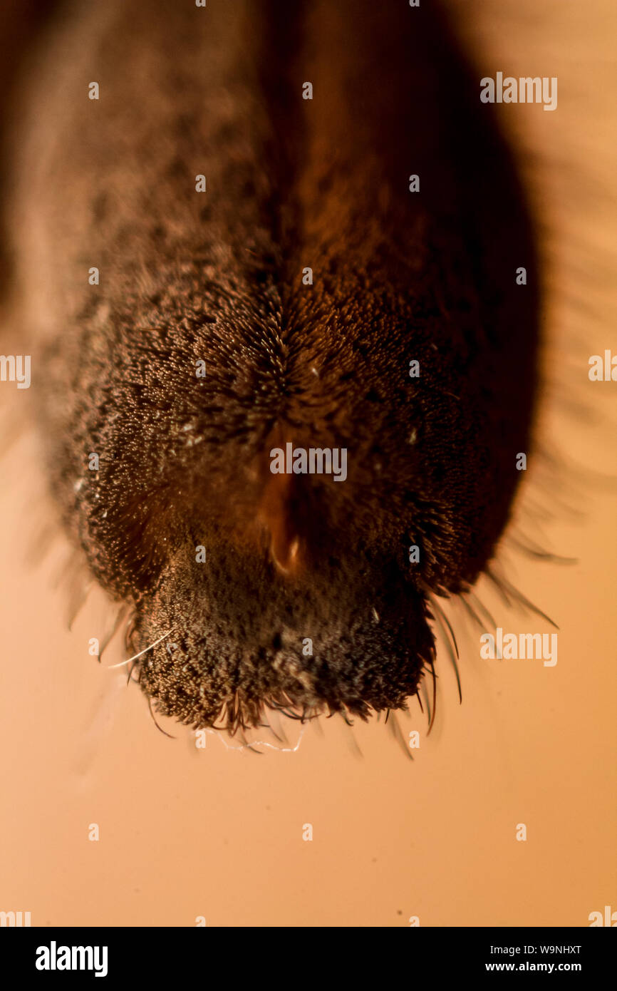 Macro extrême d'une tarentule, araignée paw close-up Banque D'Images