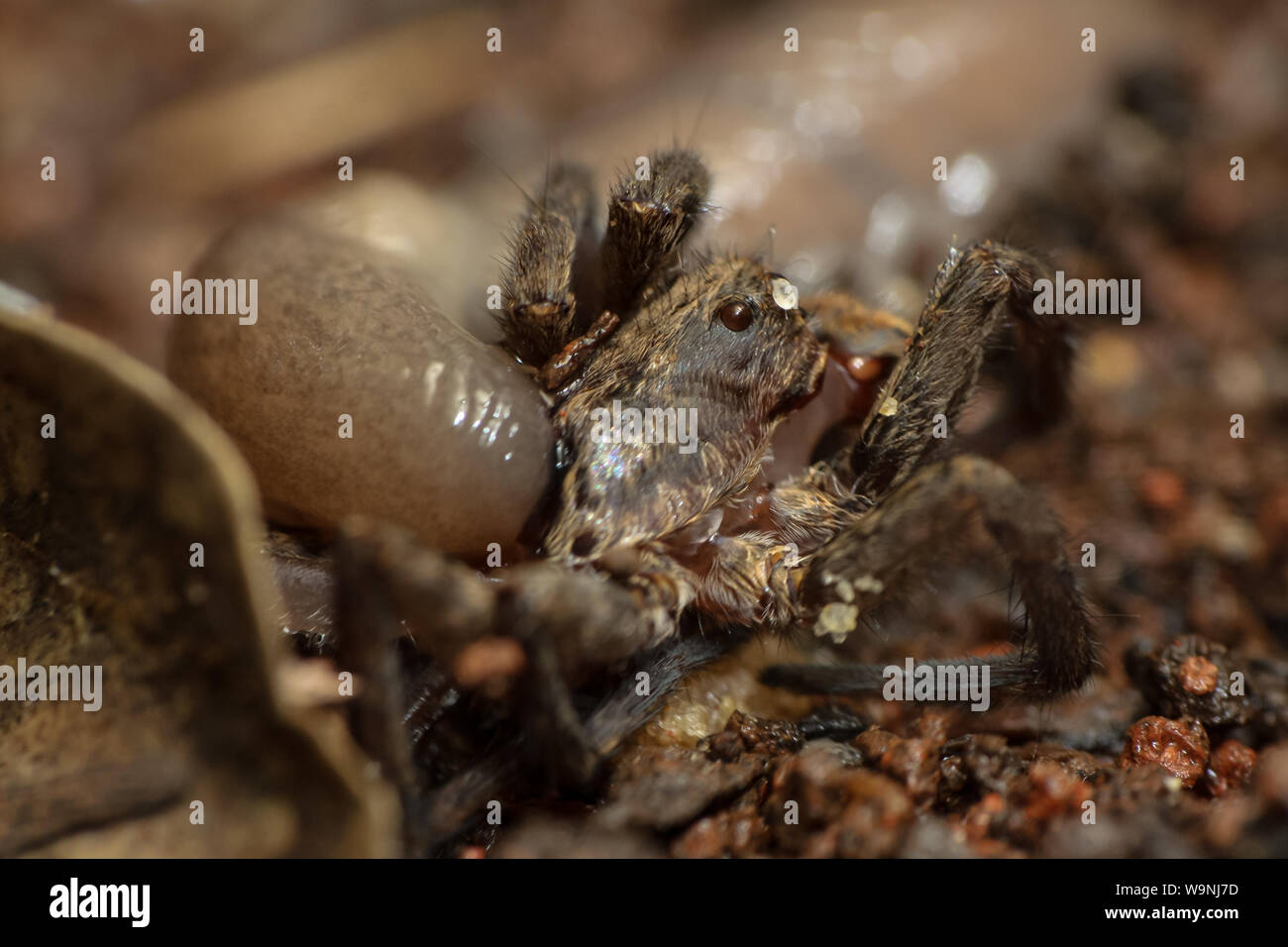 Une alimentation de bouchons sur la matière organique morte, une araignée dans ce cas Banque D'Images