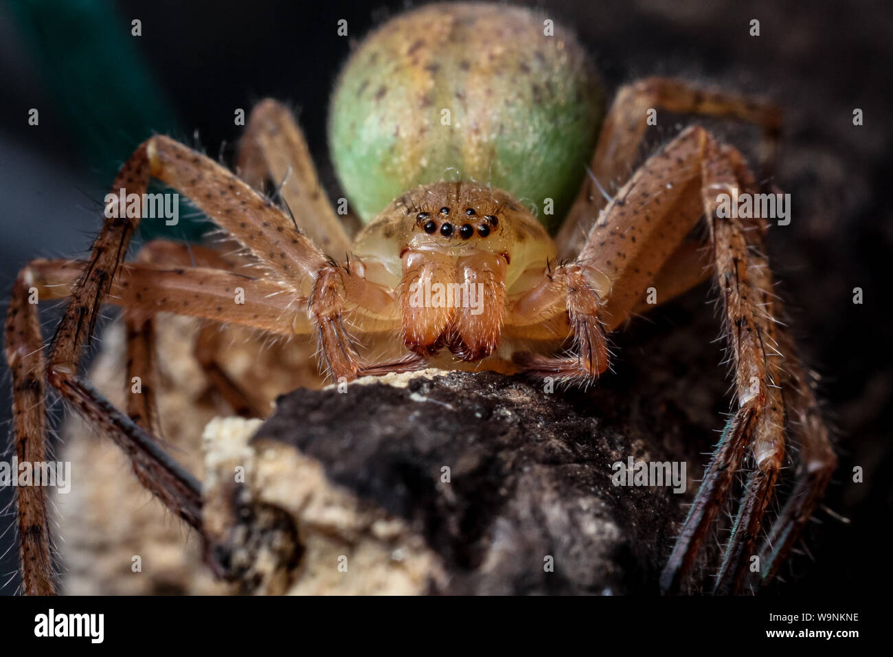 Araignée Huntsman avec corps colorés (Sparassidae) en close-up Banque D'Images