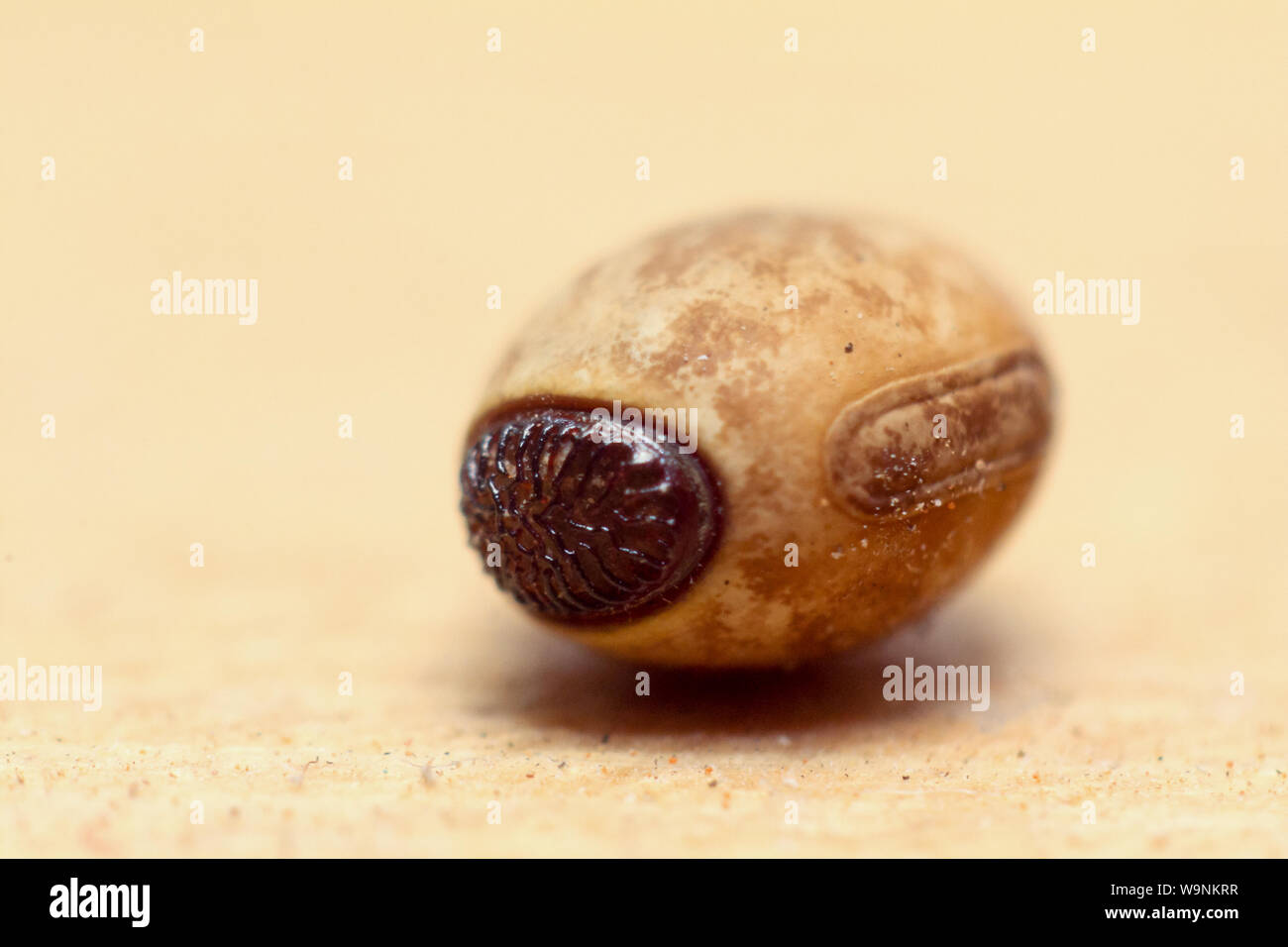 Détails d'un stick bug egg Banque D'Images