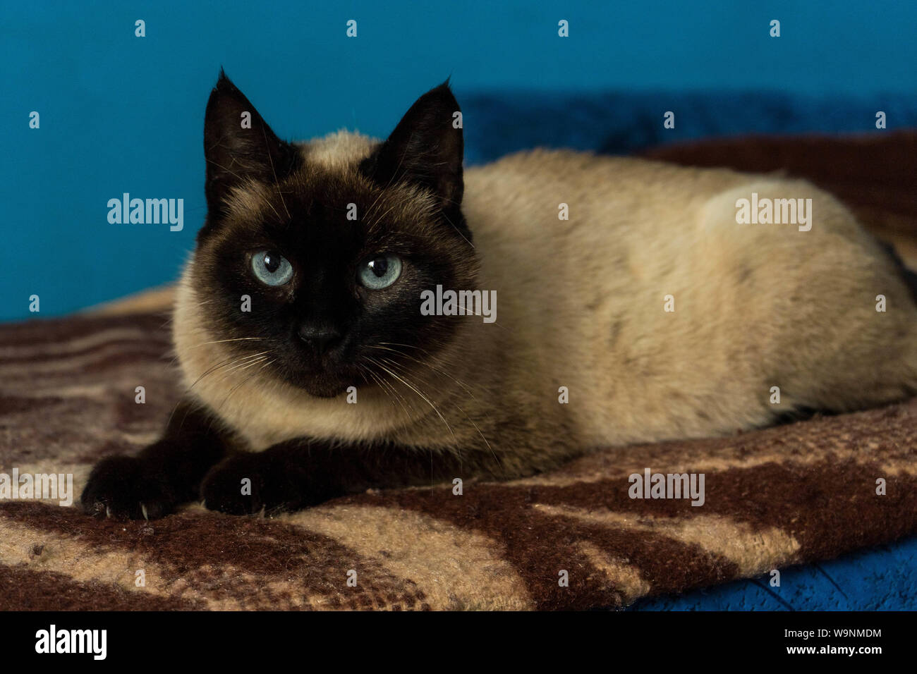 Portrait de chat siamois mignon aux yeux bleus , le poser sur la couverture marron Banque D'Images