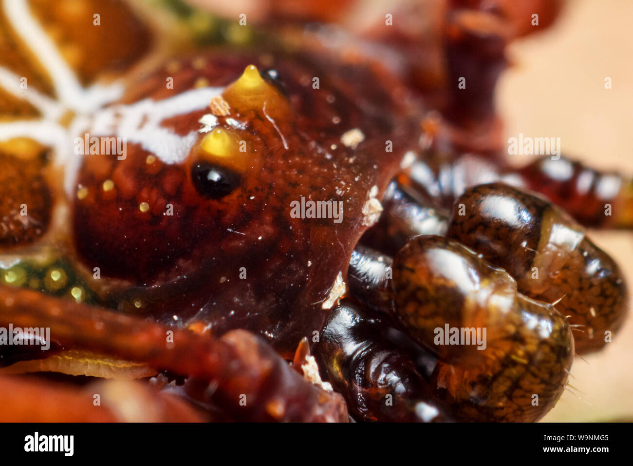 Harvestman brésilien (Daddy Long Legs) avec des motifs (Gonyleptidae, Mitobatinae), montre l'arachnide yeux en détail Banque D'Images