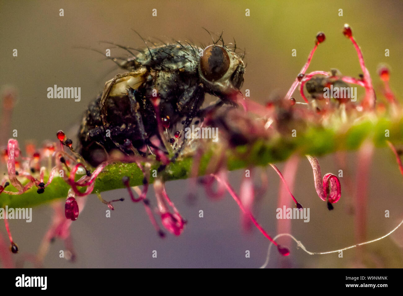 Fly capturés par une plante carnivore Droséra, close-up de l'insectes séchés b taraudé la colle Banque D'Images