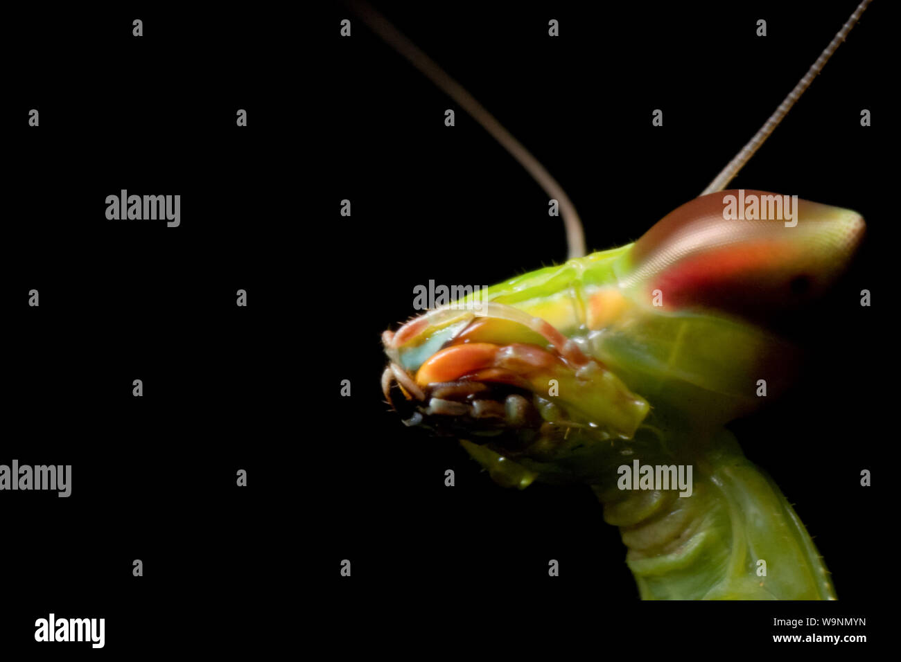Close-up of a green la mante religieuse, portrait d'insectes Banque D'Images
