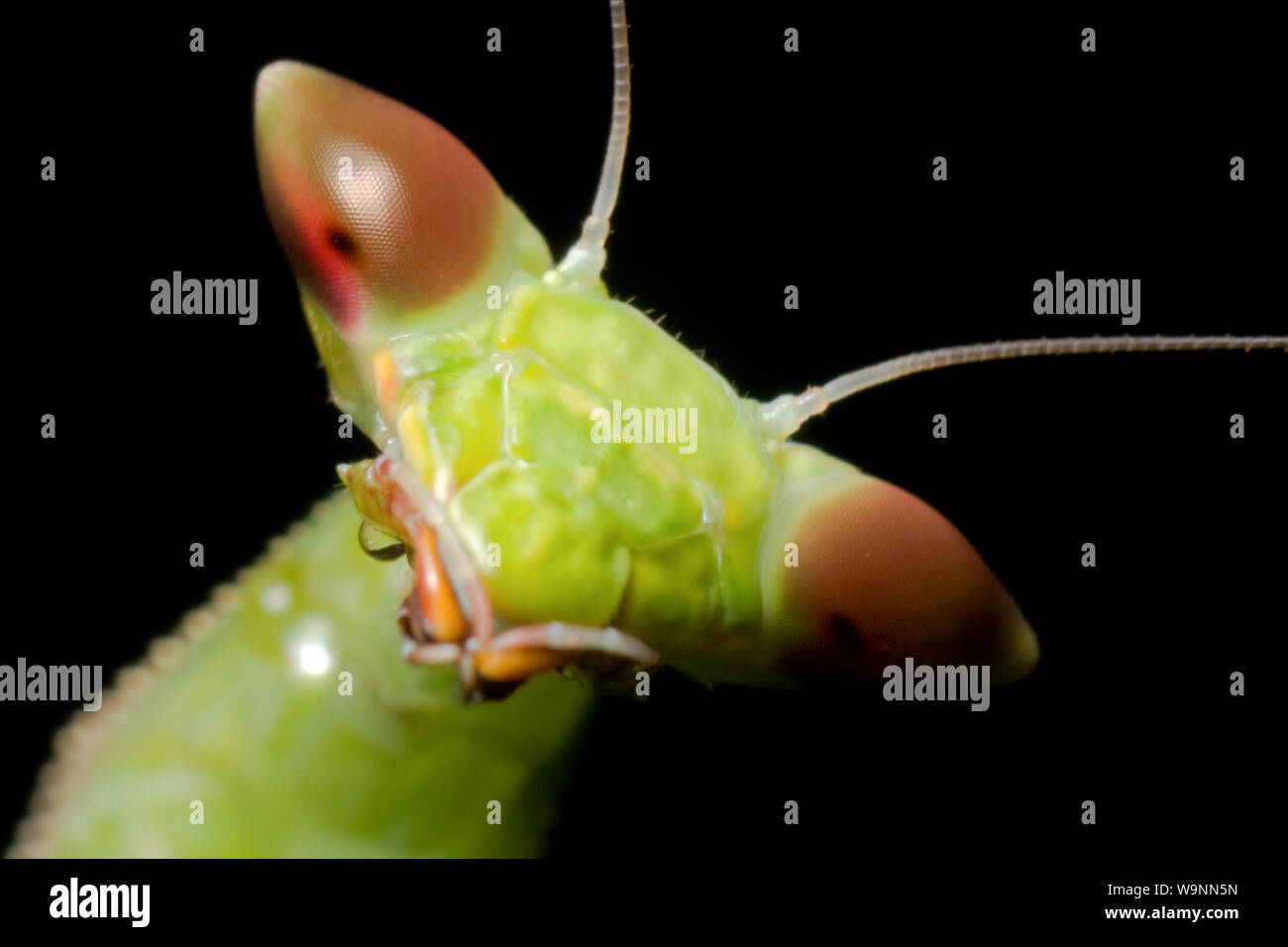 Close-up of a green la mante religieuse, portrait d'insectes Banque D'Images