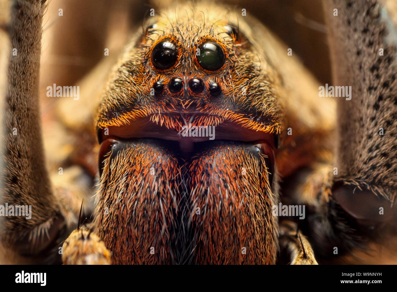 Close-up of a wolf spider (Lycosidae, Lycosa erythrognatha) commune dans les jardins, les yeux des arachnides en détail Banque D'Images