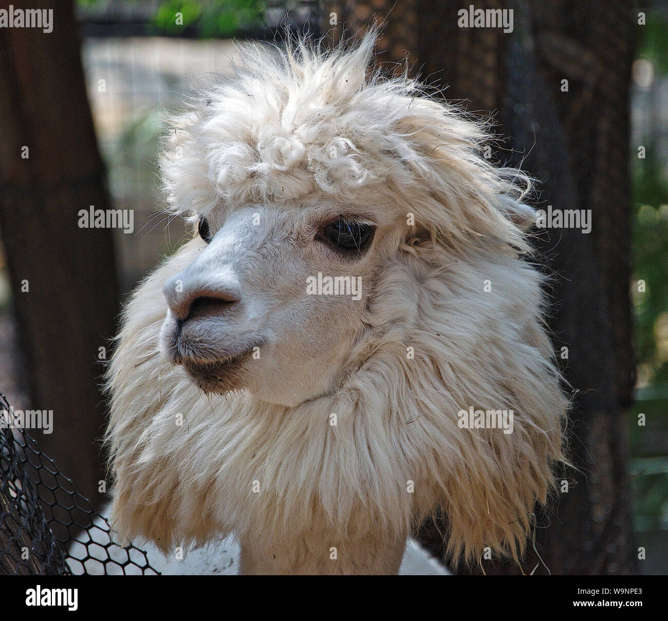 Lama ou alpaga blanc visage Banque D'Images