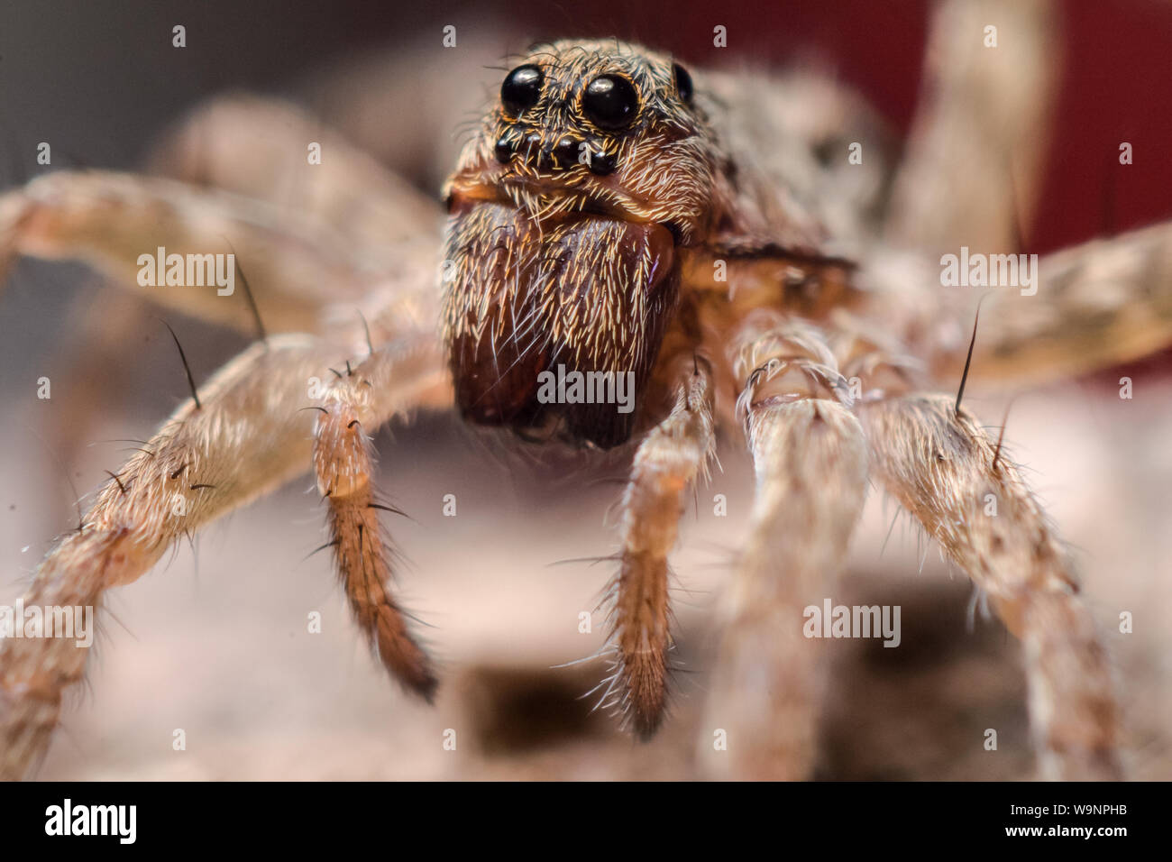 Close-up of a wolf spider lumineux dans des jardins communs, l'extrême macro avec l'arachnide face en détail Banque D'Images