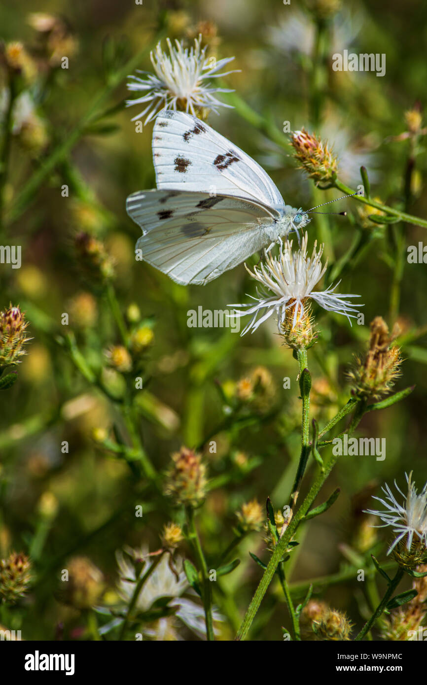 Papillon blanc à carreaux Pontia protodice () sur la centaurée diffuse (Centaurea diffusa) une plante envahissante, Castle Rock Colorado nous. Photo prise en août. Banque D'Images