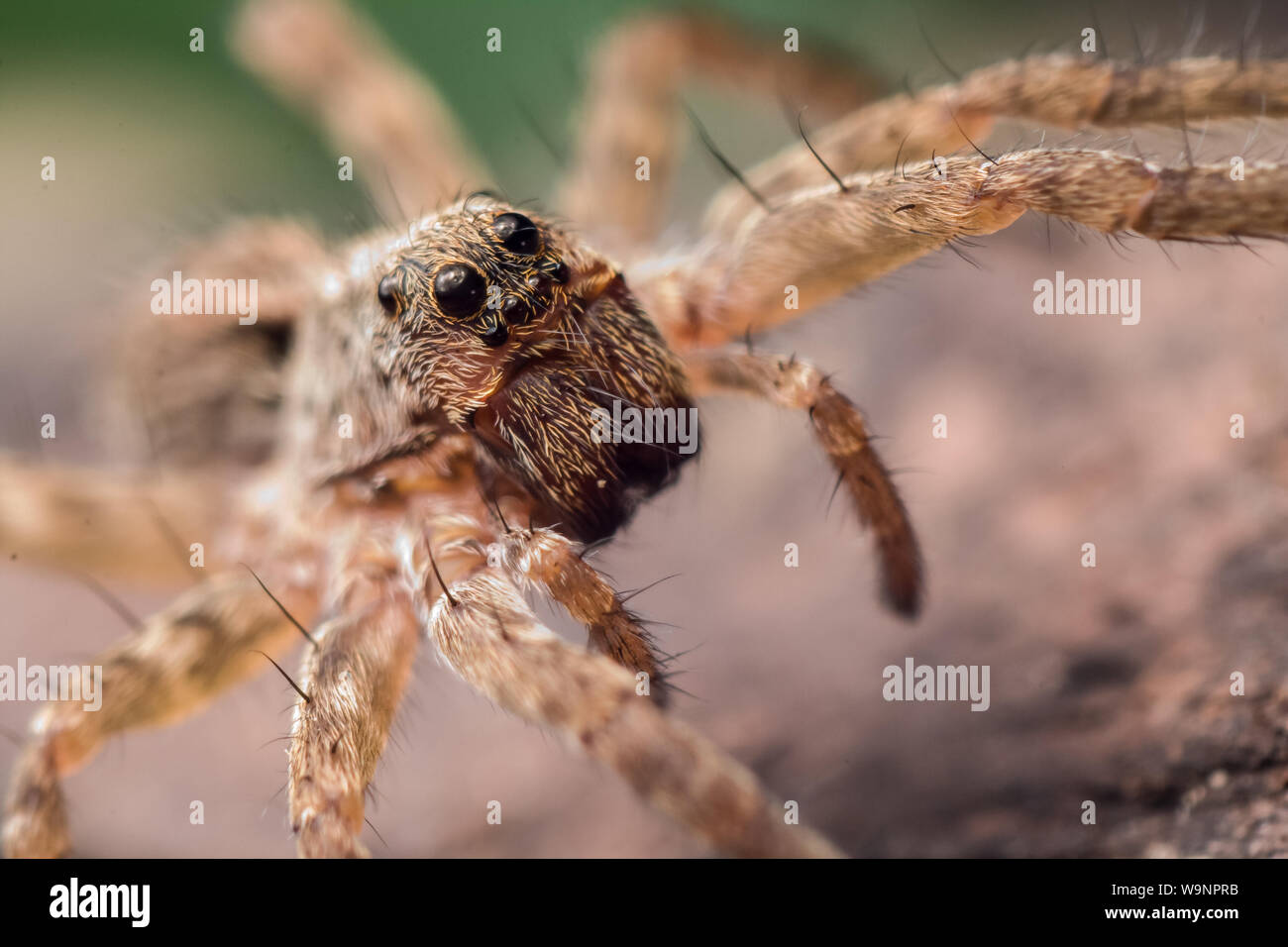 Close-up of a wolf spider lumineux dans des jardins communs, l'extrême macro avec l'arachnide face en détail Banque D'Images