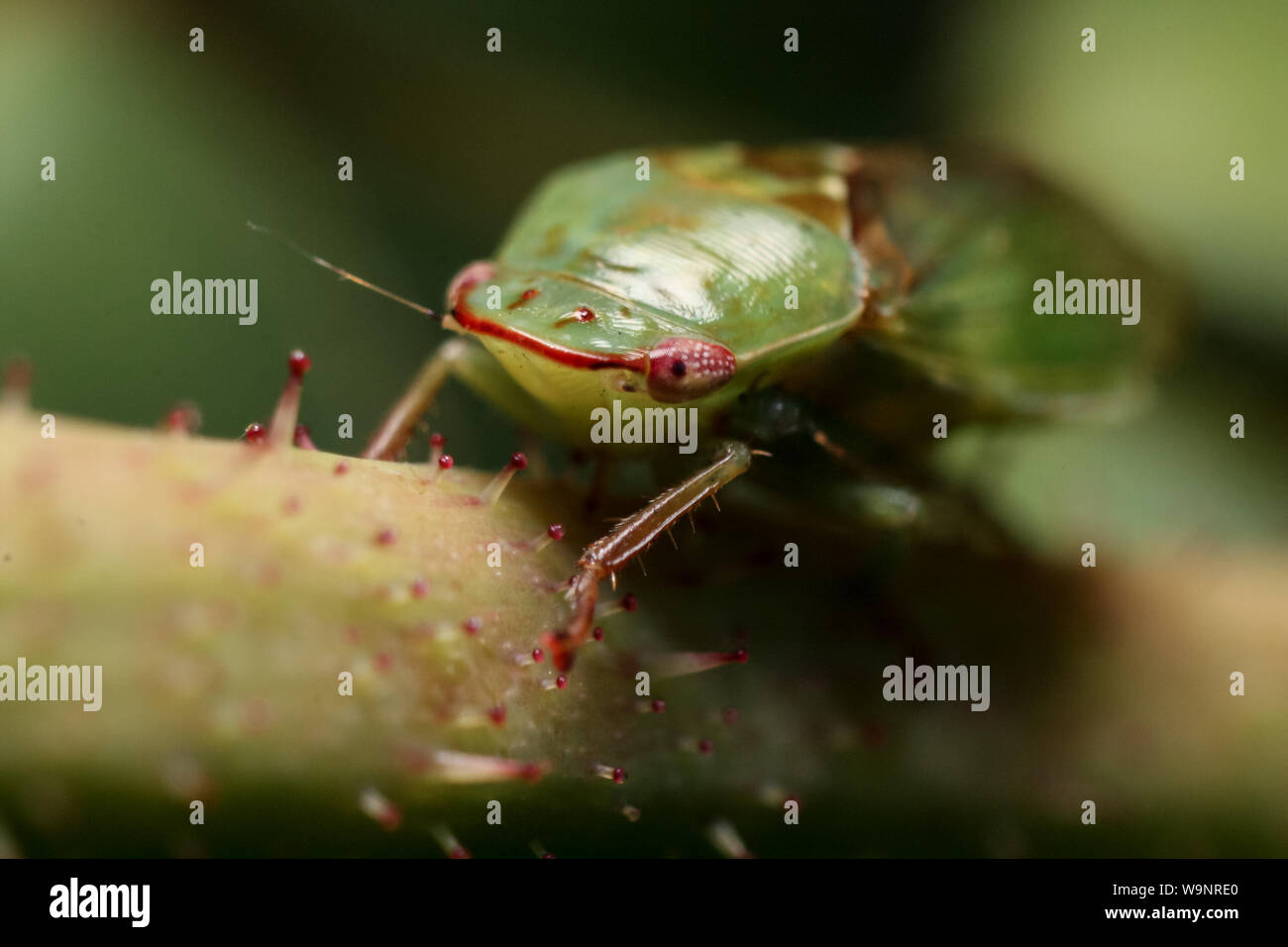 Close-up of green plant hopper (Hemiptera) insecte sur un plant stalk à partir d'un jardin tropical au Brésil Banque D'Images