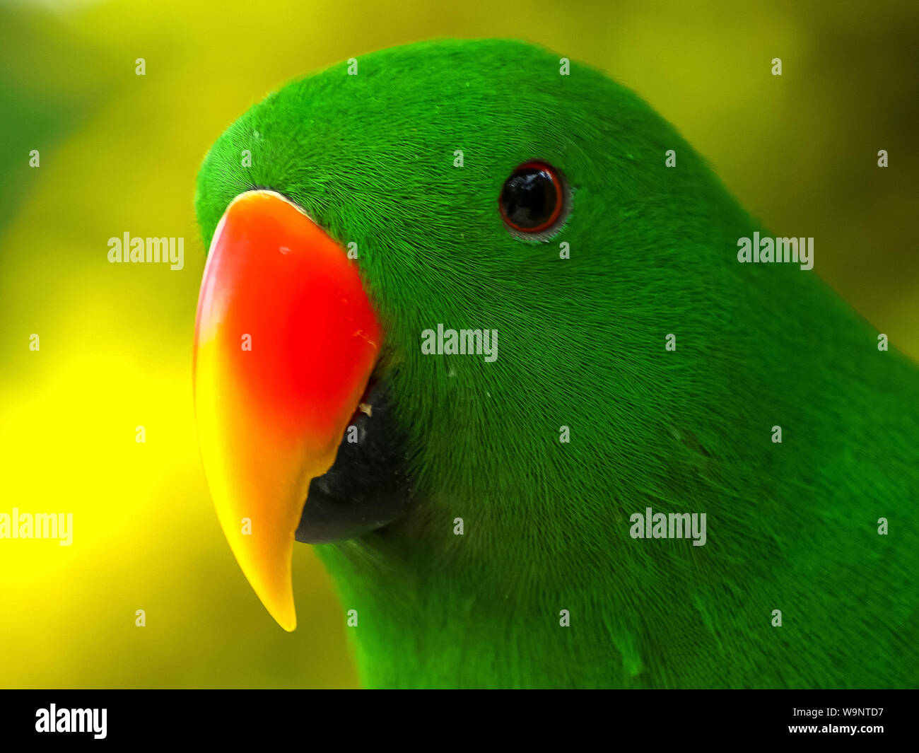 Extreme close up of a male eclectus parrot Banque D'Images