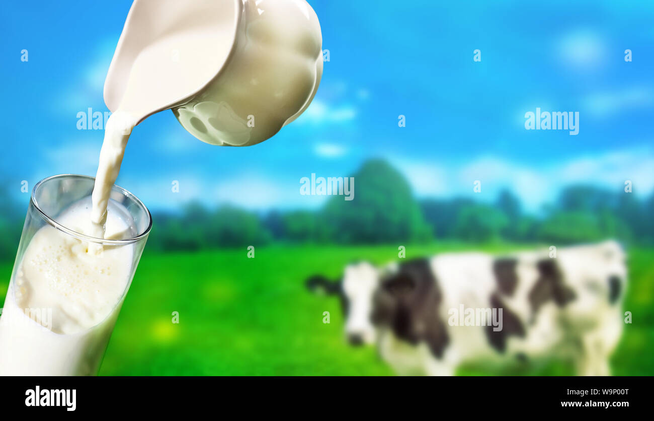 Verser dans un verre de lait frais avec un arrière-plan d'une vache laitière dans grass field farm Banque D'Images
