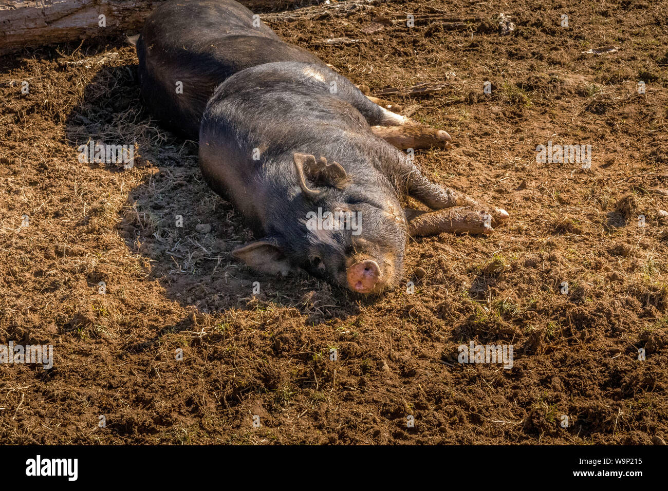 Heureux comme un cochon dans . . . Banque D'Images