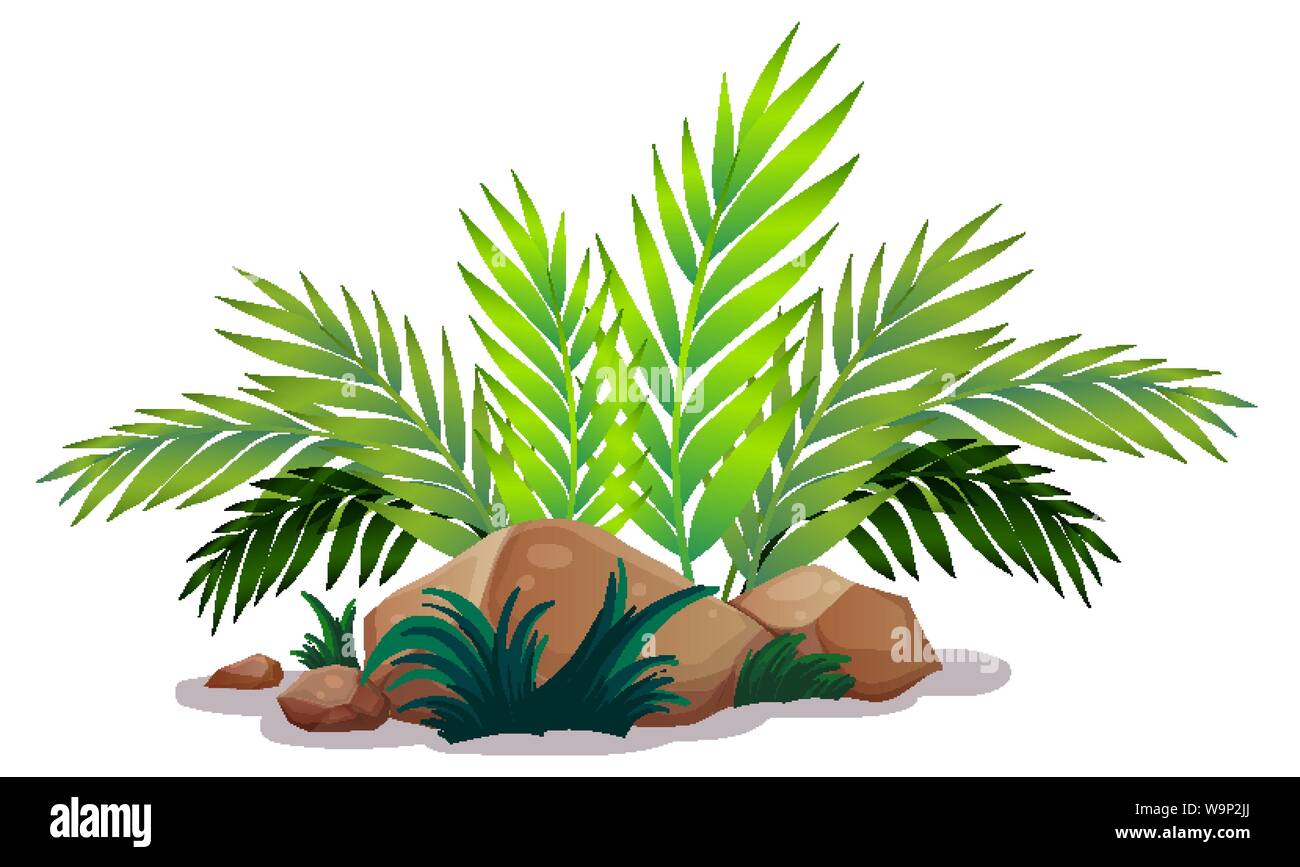 Les feuilles vertes et les roches sur fond blanc illustration Illustration de Vecteur