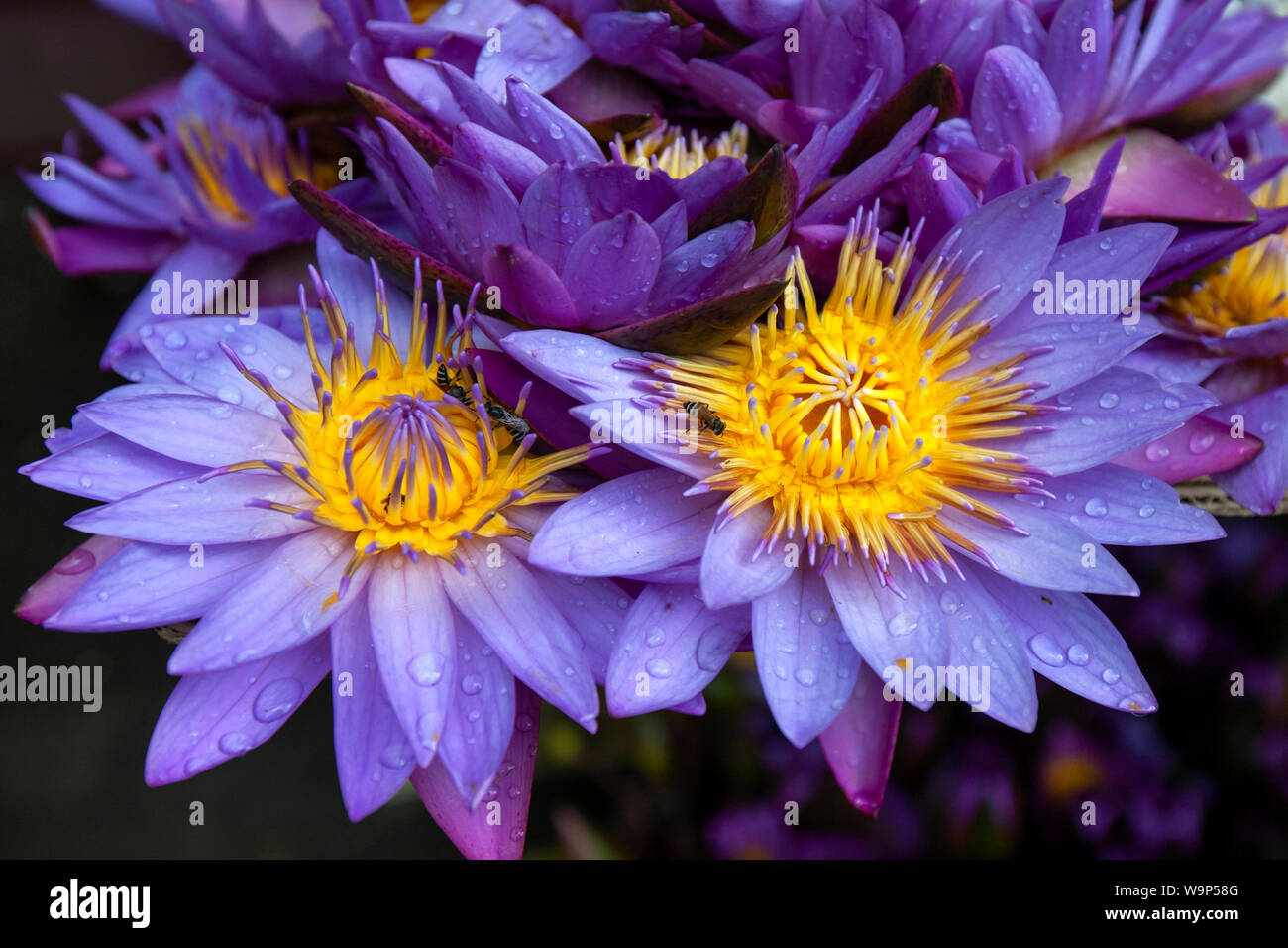Abeilles se nourrissant de fleurs de nénuphars bleu (Nymphaea nouchali) à Kandy au Sri Lanka. C'est la fleur nationale de Manel Sri Lanka). Banque D'Images